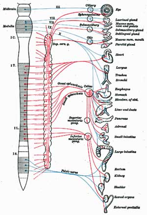 Autonomic-nervous-system.jpg