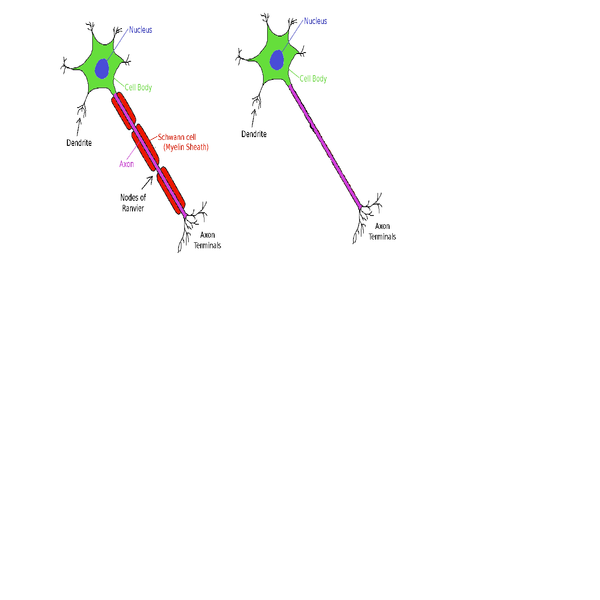 Myelinated_unmyelinated_neurons.png